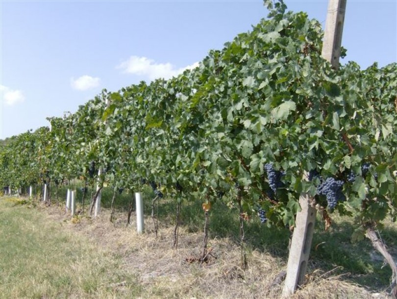 Agricoltura: contributi per oltre 3 milioni di euro a favore delle filiere corte